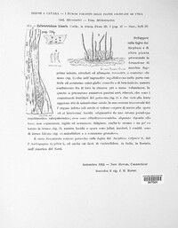 Colletotrichum lineola image